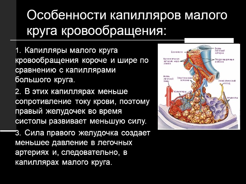 Особенности капилляров малого круга кровообращения: Капилляры малого круга кровообращения короче и шире по сравнению